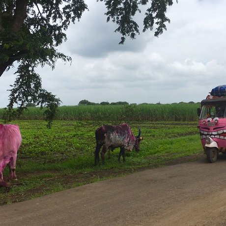 Image: Pink rickshaws, pink cows. Pic from http://www.theadventurists.com/